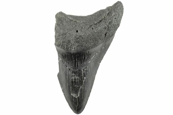 Partial, Fossil Megalodon Tooth #194023